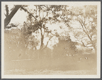Tillinghast house (1923). West side of road to Bridgehampton (Wood's Lane) at junction with Georgica Road, southwest corner. East Hampton, East Hampton