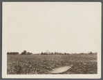 Rear view of old house. Photo taken from road to Bay Harbor. Wainscott, East Hampton 