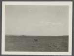 View. North of Hither Plains. Montauk, East Hampton