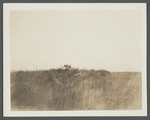 Cellar foundation of first house. House erected by S. Hughes (1702), burnt down (1908). Montauk, East Hampton