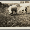 View. Sheep at Hither Plains. Montauk, East Hampton