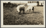 View. Sheep at Hither Plains. Montauk, East Hampton