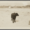 View. Beach at Parsons House Hither Plains, oceanside. "Jake" the dog. Montauk, East Hampton