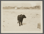 View. Beach at Parsons House Hither Plains, oceanside. "Jake" the dog. Montauk, East Hampton