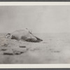 View. Young shark stranded near Hither Plains Life Savings Station on the beach. Montauk, East Hampton