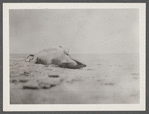 View. Young shark stranded near Hither Plains Life Savings Station on the beach. Montauk, East Hampton