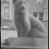 Radford Bascome's cat, Marvin