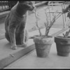 Radford Bascome's cat, Marvin