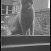 Radford Bascome's cat, Marvin
