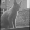Radford Bascome's cat, Marvin
