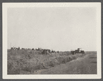 Tractors opposite Ditch Plains Life Savings Station. Ready to cut road to projected golf links on Lake Wyandanch. Montauk, East Hampton