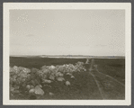 Stonewall running from Fort Pond to Great Pond and former Montauk Inn. Montauk, East Hampton