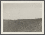 Some of [the] Montauk Association Houses. View looking west. Montauk, East Hampton