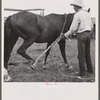 Catching, roping and tying horses in the corral to remove their shoes at the end of the summer season before turning the horses out on the range for winter. Quarter Circle U, Brewster-Arnold Ranch Company. Birny, Montana.