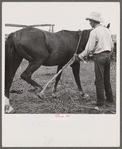 Catching, roping and tying horses in the corral to remove their shoes at the end of the summer season before turning the horses out on the range for winter. Quarter Circle U, Brewster-Arnold Ranch Company. Birny, Montana.