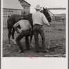 Removing horseshoes at the end of the summer season before turning the horses out on the range for the winter. In the corral at Quarter Circle U, Brewster-Arnold Ranch Company. Birney, Montana.