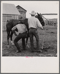 Removing horseshoes at the end of the summer season before turning the horses out on the range for the winter. In the corral at Quarter Circle U, Brewster-Arnold Ranch Company. Birney, Montana.