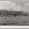 Hereford ranch cattle on grazing land near Birney, Montana.