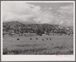 Hereford ranch cattle on grazing land near Birney, Montana.