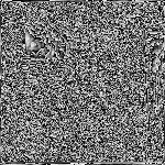 Nicholas Magallanes