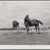 Ranch horses on grazing land near Lame Deer, Montana.