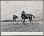 Ranch horses on grazing land near Lame Deer, Montana.