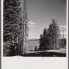 Trees in national forest near Aspen, Colorado.