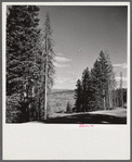 Trees in national forest near Aspen, Colorado.