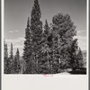 Trees in national forest near Aspen, Colorado.