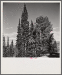 Trees in national forest near Aspen, Colorado.