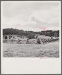 Rail fence near Granby, Colorado.