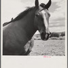 Ranch horse on grazing land near Lame Deer, Montana.