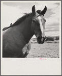 Ranch horse on grazing land near Lame Deer, Montana.