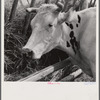 Dairy cow by hay feeding rack near Craig, Colorado.