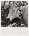 Dairy cow by hay feeding rack near Craig, Colorado.