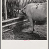 Dairy cow by hay feeding rack near Craig, Colorado.