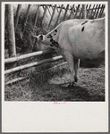 Dairy cow by hay feeding rack near Craig, Colorado.