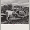 Dairy cows by hay feeding rack near Craig, Colorado.