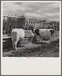 Dairy cows by hay feeding rack near Craig, Colorado.