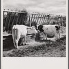 Dairy cows by hay feeding rack near Craig, Colorado.