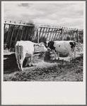 Dairy cows by hay feeding rack near Craig, Colorado.