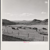 Raking up hay in valley near Aspen, Colorado.