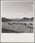 Raking up hay in valley near Aspen, Colorado.