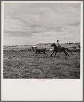 Roping a milk cow at annual rodeo. Ashland, Montana.