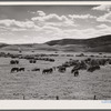 Yampa River Valley, Colorado. Fattening Hereford beef cattle.