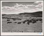 Yampa River Valley, Colorado. Fattening Hereford beef cattle.