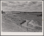 Yampa River Valley, Colorado. Pure-bred cattle ranch.