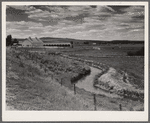 Yampa River Valley, Colorado. Pure-bred cattle ranch.