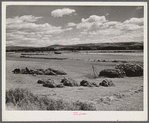 Haying in the Yampa River Valley, Colorado.