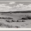 Haying in the Yampa River Valley, Colorado.
